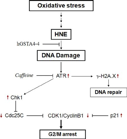 Proposed Model For Activation Of The ATR Chk1 Signaling Pathway And G 2