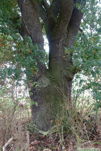 Eiche nördlich von Stolpe Möllenbeck