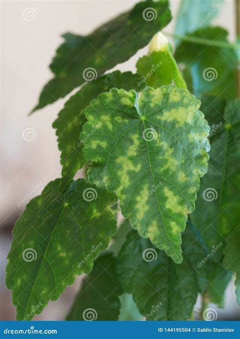 Chlorosis Of Leaves Of Houseplants Plant Disease Stock Photo Image