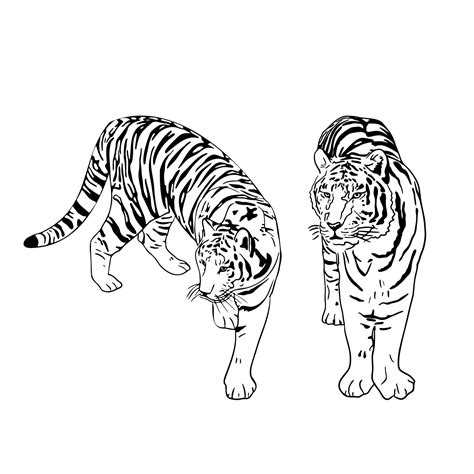 Two Tigers Black Silhouettes On White Background Chinese Tiger Simple