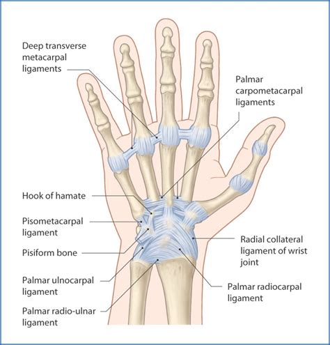 WRIST JOINT - Samarpan Physiotherapy Clinic