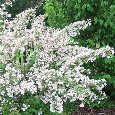 Small Flowering Trees Zone 5 Full Sun Lavender Twist® Redbud Monrovia Dwarf Redbud 5 6