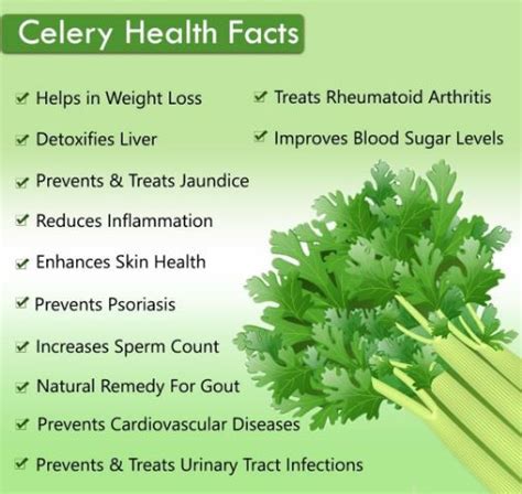 Organic Celery Powder - manufacturer - undersun