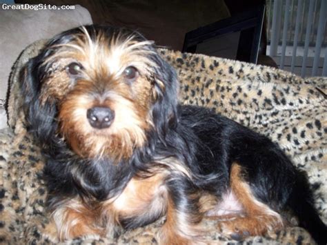 A Photo Of A 1yr Old Blacktan Dorkie Dachshund Yorkie Mix