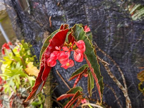 Premium Photo A Close Up Of Begonia Coccinea Also Called As The