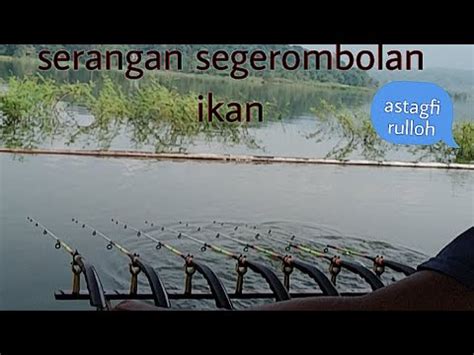 Mancing Jatigede Terbaru Disini Ikan Banyak Tapi Selalu Di Ganngu