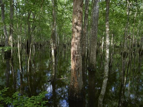 The true, virgin (original and undeveloped) swamp, or flooded forest