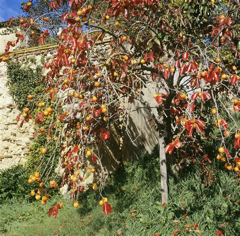 Persimmon tree with fruit - Stock Image - B601/0512 - Science Photo Library