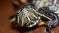 How To Care For A Terrapin A Quick Guide Terrapins Co Uk