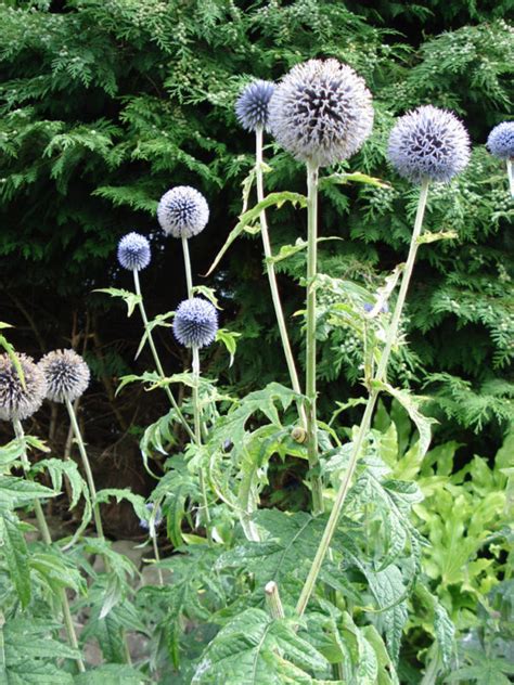 Echinops ritro – Peak Cottage Plants