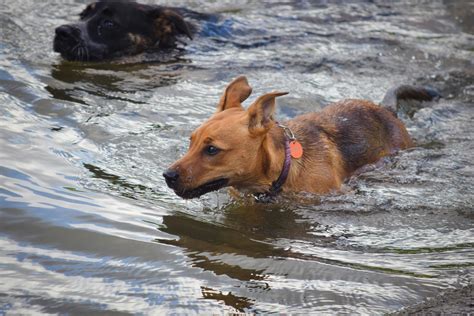 Water Dogs Photos, Download The BEST Free Water Dogs Stock Photos & HD ...