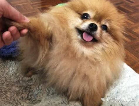 “博美犬”7大优点，哪个是你选择“饲养”的理由？ 知乎