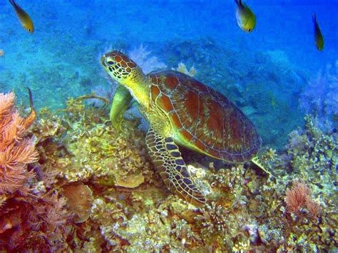 Tortue Du Lagon De Mayotte Photo Tortue Tortue Marine Tortue