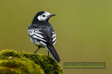 Chris Grady Photography Pied Wagtail Pair Of Pairs At Combe Hill