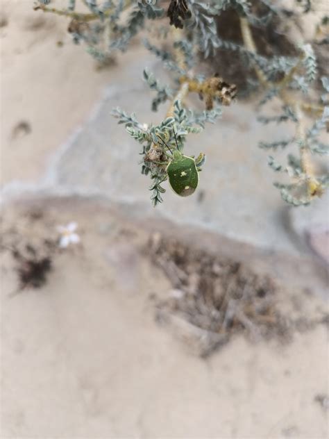 Chlorochroa from Mulegé B C S México on March 22 2023 at 03 16 PM