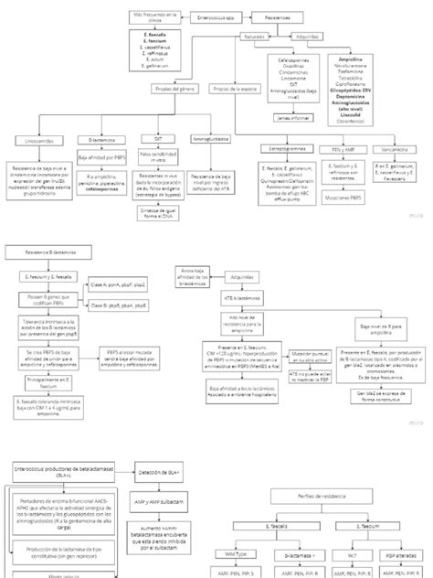 Enterococcus Spp. | PDF