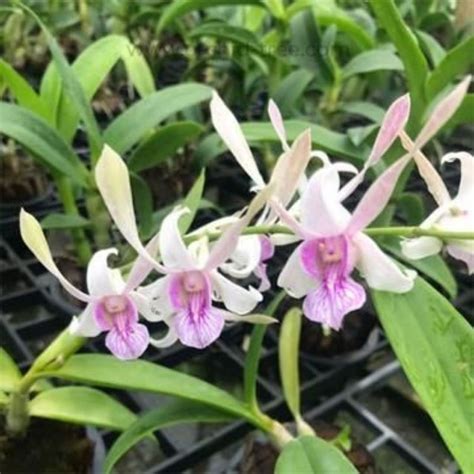 Jual Real Tanaman Hias Anggrek Dendrobium Bunga Rabbit Pink Anggrek