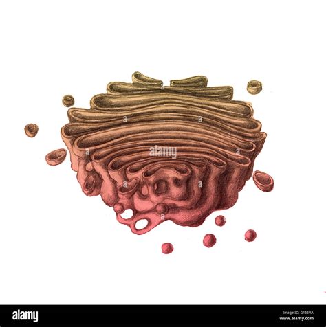 Illustration Of A Golgi Apparatus Or Golgi Body Or The Golgi Complex