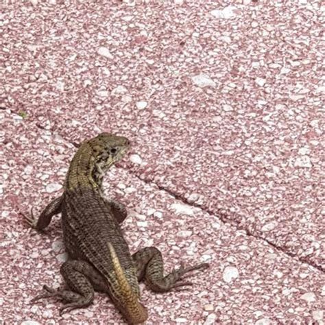 What kind of reptiles Does Florida have? - DIY Seattle