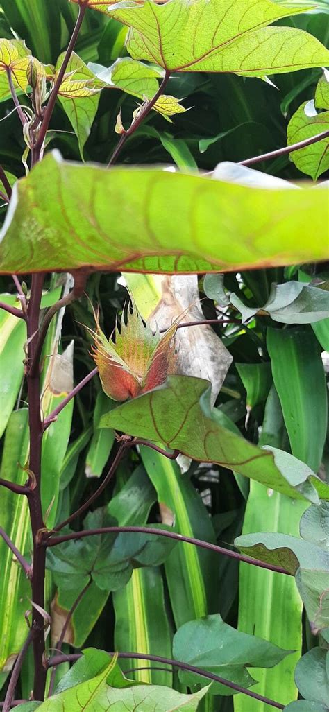 Observation Gossypium Barbadense L Christiane Sylvestre Oct