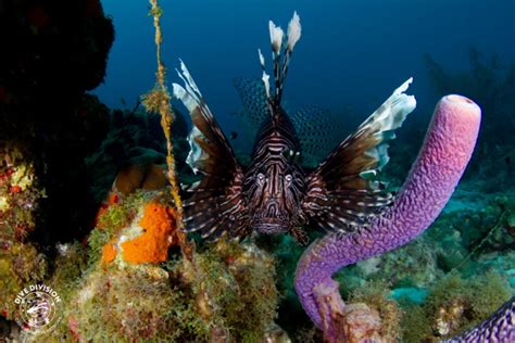 Why Do We Hunt Lionfish On Curacao Help Us And Become A Hunter