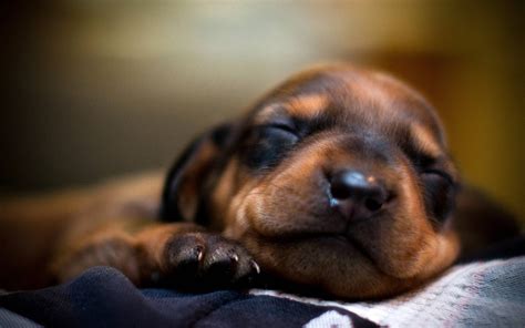 Dachshund Wallpapers - Wallpaper Cave