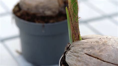 Palma Da Cocco Come Curare Cocos Nucifera In Casa Vendita Piante Online