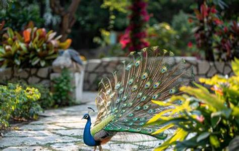 Beautiful Peacock With The Colorful Tail Online Jigsaw Puzzles