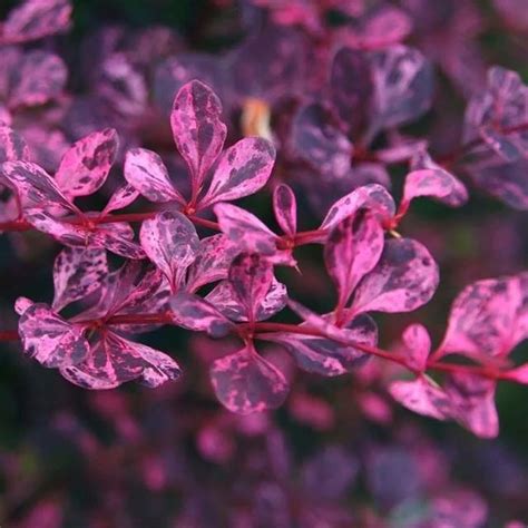 Саженцы Барбарис тунберга Розовое сияние купить в Москве и РФ. Описание ...