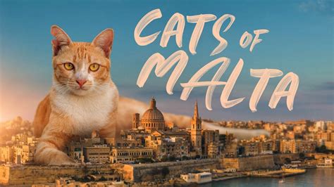 Cats Of Malta Cats Full Documentary Youtube