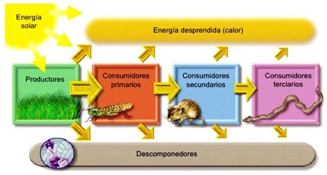 Flujo de la energía en los ecosistemas Ecosistemas