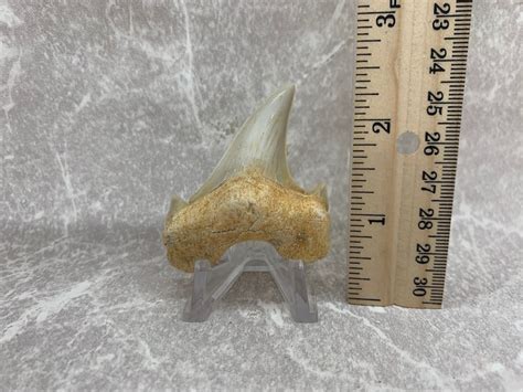 Otodus Tooth