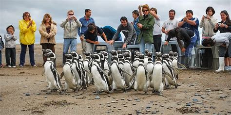 Fundaci N Patagonia Natural Support Wildlife Conservation In Argentina