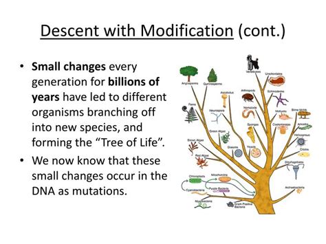 Ppt Evolution Powerpoint Presentation Id