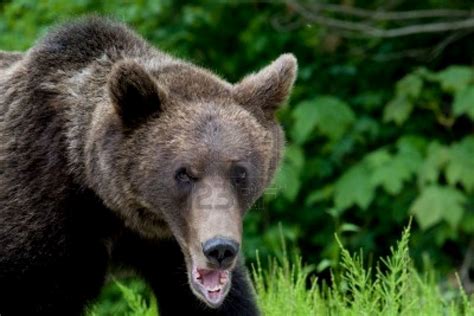 Animals: Wild Bear Wallpapers | Dangerous Animals