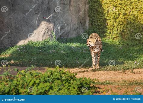 Cheetah Marche Dans Un Parc Zoo Safari Beauté Et Force De L afrique