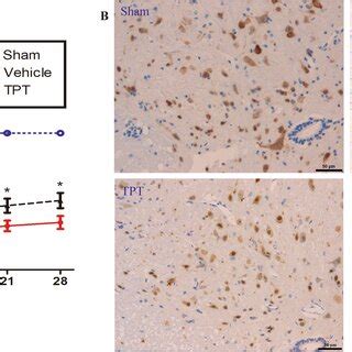 Topotecan Tpt Improves Locomotor Recovery And Reduces Neuron Loss