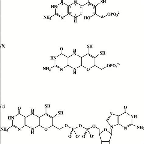 Structure of the pterin cofactor. (a) Proposed structure of the pterin ...