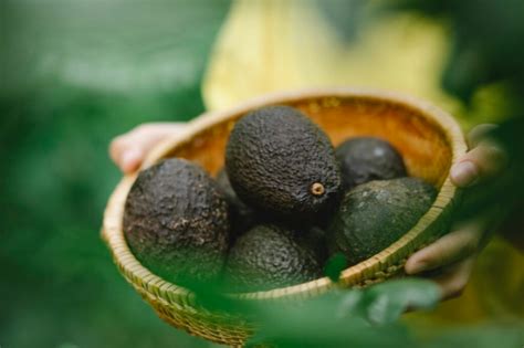 Palta Peruana Alzas De Hasta Un 50 En Precios Comparados Con La