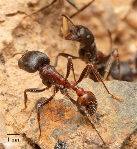 Common Ants In Texas With Pictures