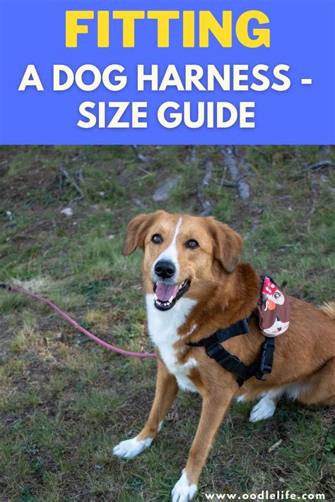 How should a dog harness fit fit guide – Artofit