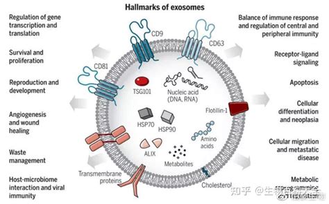 外泌体专栏 伯豪外泌体研究方案 知乎
