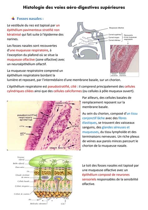 SOLUTION Histologie Des Voies A Ro Digestives Sup Rieures Studypool