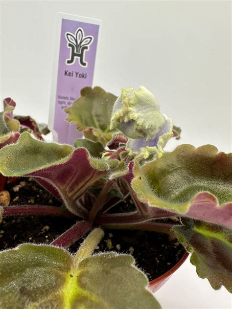 Kei Yoki - Live African Violet 4" – Heavenly Creation Nursery