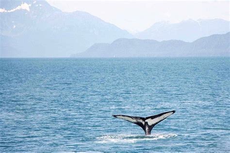 Whale Watching Monterey Guide & 7 Useful Tips