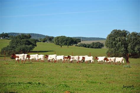 Ganado Manso Ganader A Jos Luis Pereda