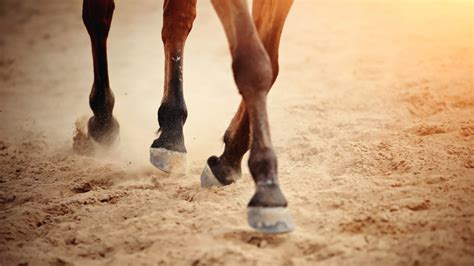 Comment Choisir Un Soin Du Sabot Pour Mon Cheval Blog Equestra