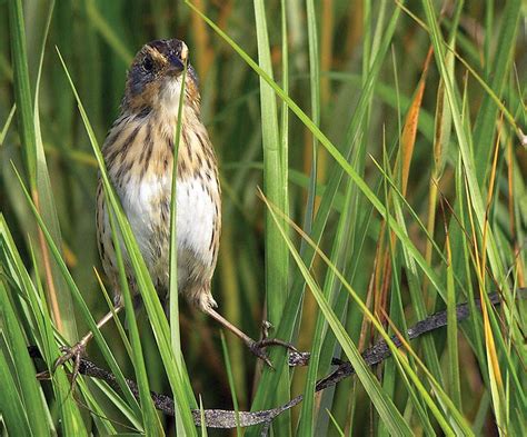 Building Great Marsh resiliency from the bottom-up | by U.S. Fish ...