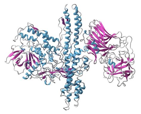 Botulinum Toxin Molecule By Molekuul Science Photo Library