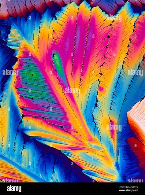 Polarised Light Micrograph Of Crystals Of The Co Enzyme Nicotinamide